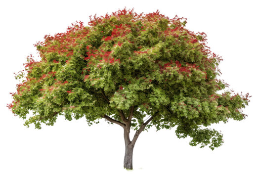 PNG Plant maple tree leaf.