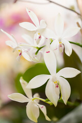 Phalaenopsis Orchid tetraspis 'Fire'