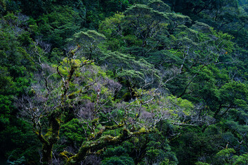 Lush green forest with tree in tropical rainforest