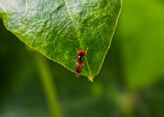 Small fly with big eyes or Pipunculus sp perched on green leaf