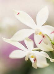 Phalaenopsis Orchid tetraspis 'Fire'