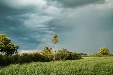 Rainbow with rain in cloudy sky over coconut tree and sugarcane plantation