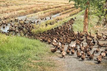 Flock of brown duck eating food in the rice field