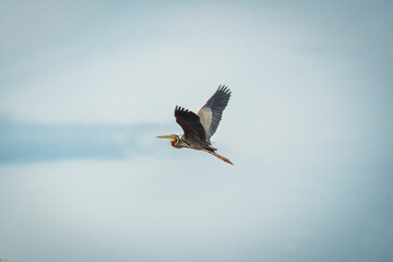 Purple heron or Ardea purpurea large bird flying in blue sky