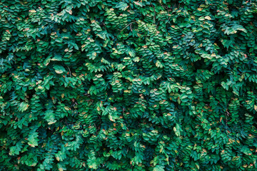 Lush green ivy plant with leaves covered