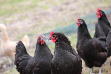 Australorps hens