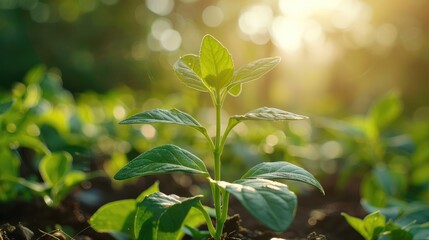 Close Up of a Young Plant Bathed in Morning Light