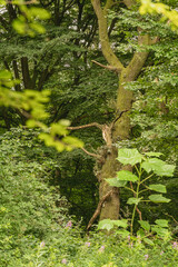 Fototapeta premium Ein Blick durch die Blätter auf einem Baum im Wald.