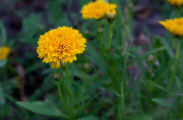Coreopsis grandiflora Early Sunrise flower blooming in summer - close-up photo of yellow flower.