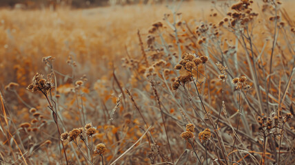 Fototapeta premium dry Grass on the field in neutral colors on a light background Dry reeds close up.