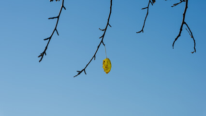 One autumn sheet of wood against the background of branches and blue sky.