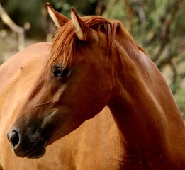 Obraz premium Portrait of a Wild Horse 