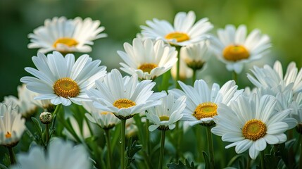 The landscape of white daisy blooms in a field