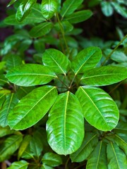 Close-up photograph showcasing the glossy green leaves of a tropical plant. The image captures the rich texture and vibrant color of the leaves, emphasizing their healthy and lush appearance. The eye