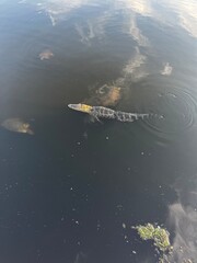 alligator and turtles in a pond 