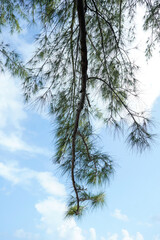 Looking up from a beach chair on the island of Nassau, Bahamas to the beautiful blue sky through some branches of a tree.