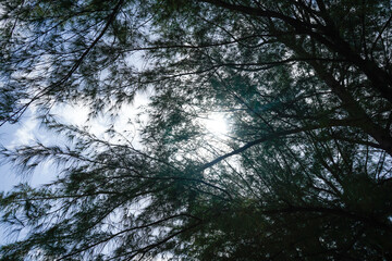 Looking up from a beach chair on the island of Nassau, Bahamas to the beautiful blue sky through some branches of a tree.