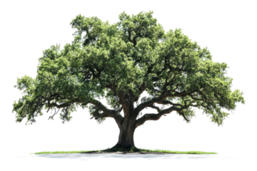 Green oak tree isolated on transparent background