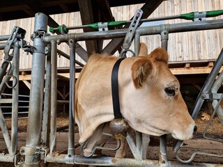 Kühe: Murbodner Rind im Stall