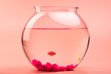 Close up of aquarium bowl