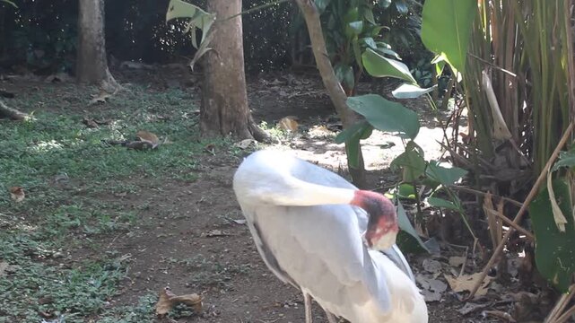 A stanley crane or blue crane walks on display in the aviary enclosure at the Eco Green Park Batu educational zoo