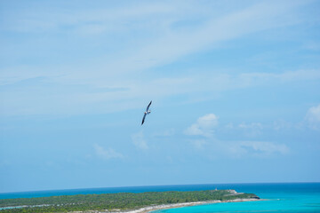 Fototapeta premium A seagull soars in the waters above Freeport Island in the Bahamas.