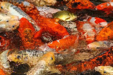 Koi Carp Fish in the Japanese Garden Pond