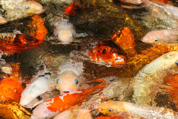 Koi Carp Fish in the Japanese Garden Pond