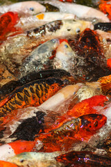 Koi Carp Fish in the Japanese Garden Pond