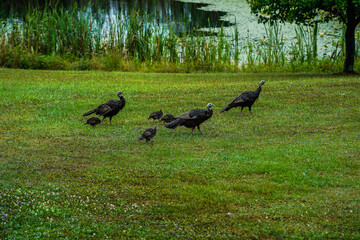 Three turkey hens with several baby turkeys. Walking along a pond in the countryside.