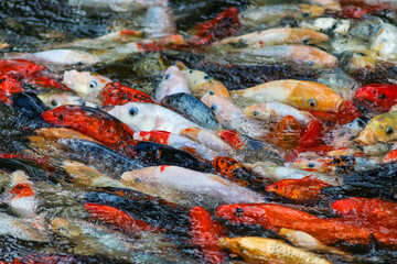 Koi Carp Fish in the Japanese Garden Pond