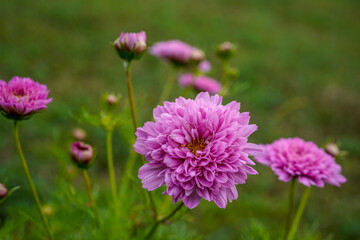 Puffy, multi-layer, pink cosmos flowers growing in a field.