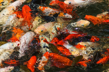 Koi Carp Fish in the Japanese Garden Pond