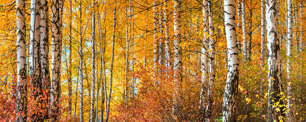 Birch grove on sunny autumn day, beautiful landscape through foliage and tree trunks, panorama, horizontal banner