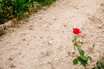 Rose in Vineyard