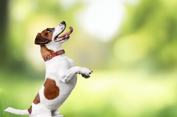 Happy cute dog on nature background