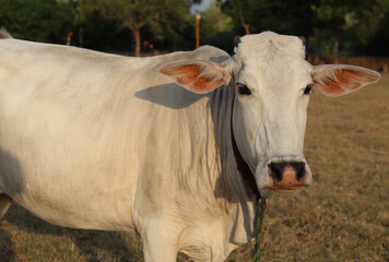 A beautiful white cow is posing in front of the camera.