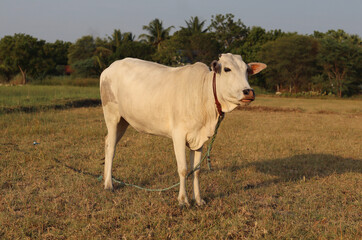 A beautiful white cow is posing in front of the camera.