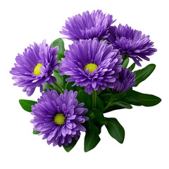 Obraz premium purple chrysanthemum flowers isolated on transparent or white background, png