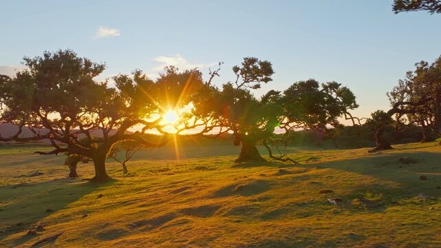 Aerial drone shot of flying above til trees in idyllic Fanal Laurisilva forest on sunset. Madeira island, Portugal. Slide trucking shot