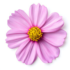 Obraz premium Close-up of a pink cosmos flower with a vibrant yellow center, showcasing its delicate petals and natural beauty.