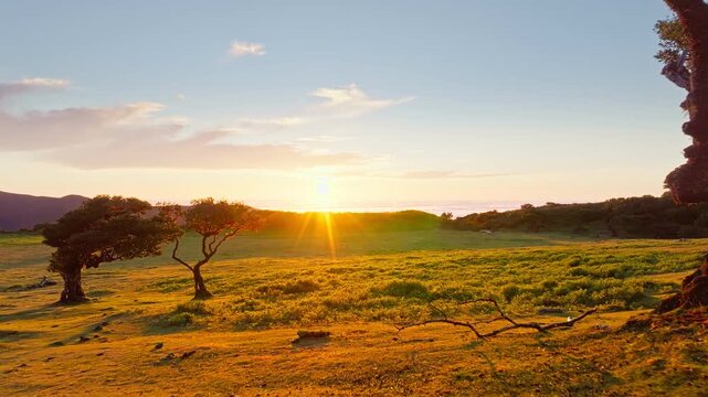 Aerial drone shot of flying above til trees in idyllic Fanal Laurisilva forest on sunset. Madeira island, Portugal. Fly by thru pull away retreat shot