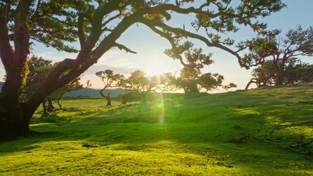 Aerial drone shot of flying above til trees in idyllic Fanal Laurisilva forest on sunset. Madeira island, Portugal. Fly by thru push in shot