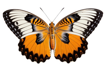 PNG Butterfly animal insect wing.