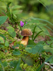 Steinpilz