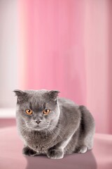 Portrait of a cute domestic cat on background.