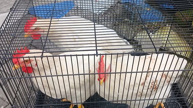 broiler chickens in the cage