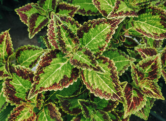 Green and brown leaves of coleus close-up. Garden plant care concept.