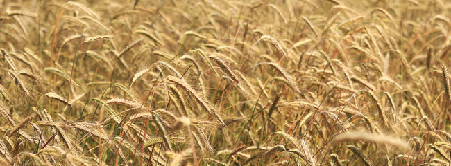 Ears of rye close up with selective focus. Grain ripening on the field. Field of rye. Agriculture. Rural landscape. Concept of growing grain harvest