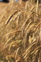Ears of rye close up with selective focus. Grain ripening on the field. Field of rye. Agriculture. Rural landscape. Concept of growing grain harvest